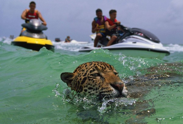 When I decided to swim alone - Leopard, Jet ski, Bathing, People, Bathing