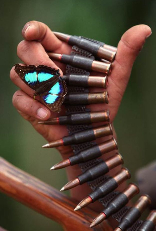 Butterfly - Cartridges, Butterfly, Machine-gun belt, Nature, Photo