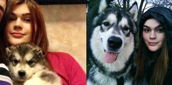 There was a head with a fist, and now it is twice as big as mine. - My, Alaskan Malamute, , Children, Girls, Dog, Kai, , 