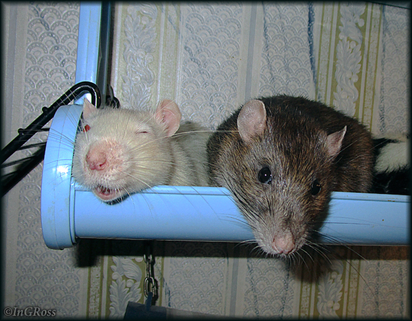 �������������� "�����������". (����� � �����)