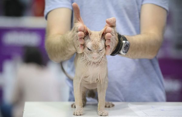 He hates exhibitions - Cat Show, Sphinx, Bucharest, cat, Animals