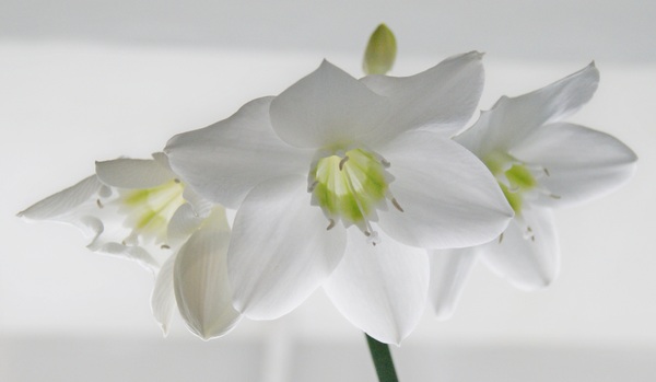 My first flower! - My, My, Flowers, Photo, Plants