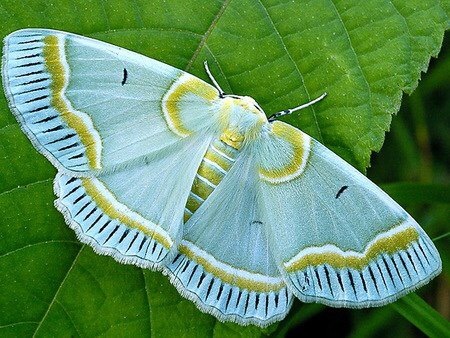 Disappearing beauty - Insects, Brightness, Nature, Photo, Longpost