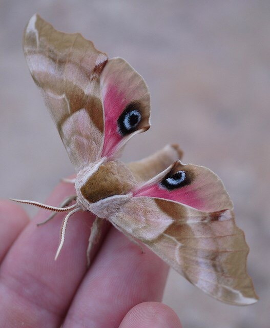 Disappearing beauty - Insects, Brightness, Nature, Photo, Longpost