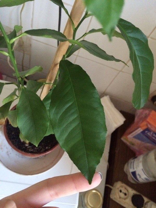 Help identifying this plant. - My, Botany, Plants, Longpost