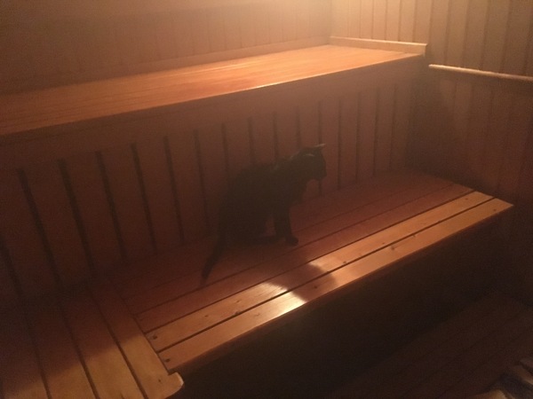 I went to the sauna with a pussy on the weekend, but how was your weekend?) - My, cat, Sauna