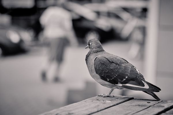 Pigeon - My, Pigeon, Birds, The photo, Black and white, Nikon, Vologda, Jupiter-9