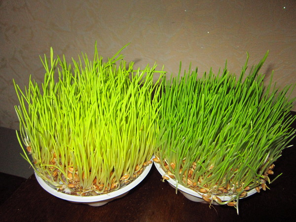 Guess which grass grew without sunlight and which with sunlight? - My, Grass, Grass, cat, Land, Biology, Photo, My