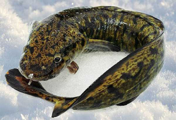 Mysterious burbot fish - My, Burbot, Bikes, Vitality