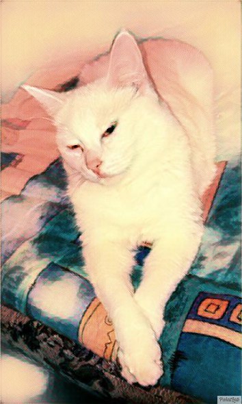 Pusilda - , My, Pets, cat, Pet