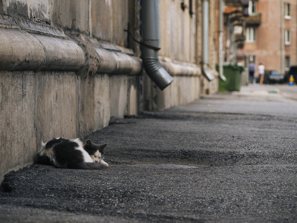 Serene dream kote - My, The photo, cat, Dream, Novokuznetsk, The street, Courtyard, Summer, Russia