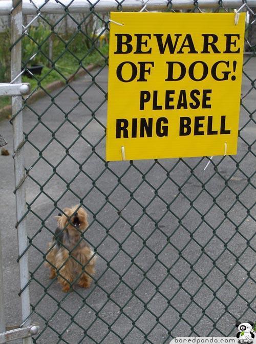 Be aware of dogs - Dog, Longpost, Anger