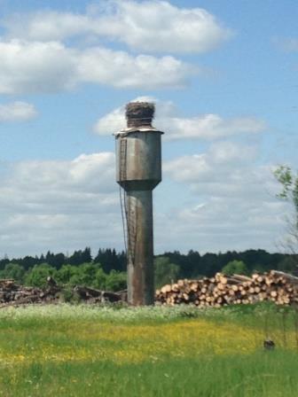 Nest of wealthy storks - My, Nature, Stork, Russia