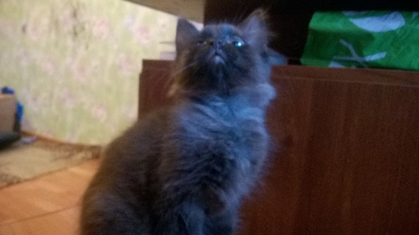 Cats are looking for a home (Moscow) - In good hands, cat, Help, Moscow