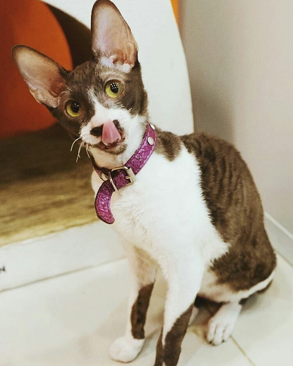 Когда где-то зашумела вкусняшка