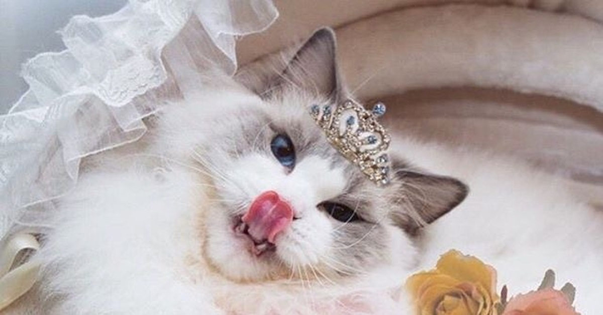 Гламурная кошечка. Кошка красавица. Кошка принцесса. Гламурные котики.