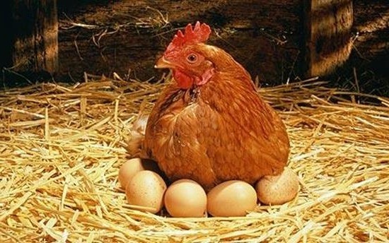 Курица с зеленью и яйцами