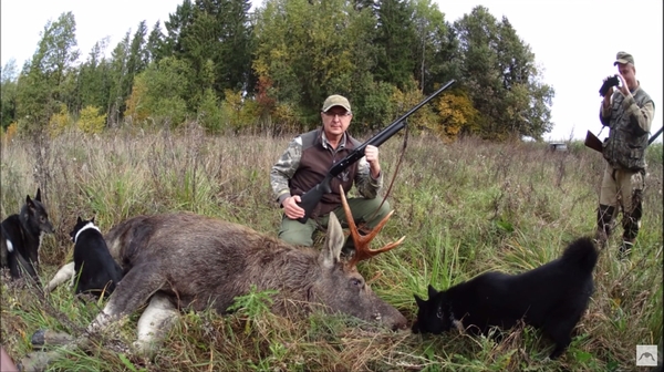 Moose driven hunting - My, Hunting, , Elk, Trophy, Republic of Belarus, , First person, Video