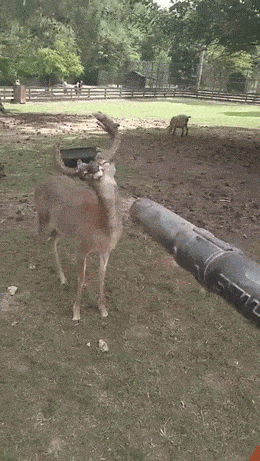 Ka-a-a-a-yf! - Deer, Blower, Bliss, GIF, Deer