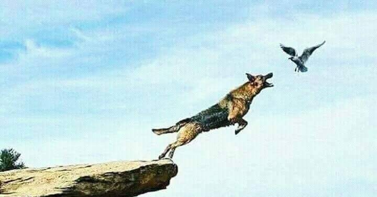 Собака прыгает за птицей со скалы фото