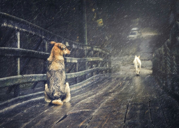 First snow - camera roll, Photo, Dog, Dog, Snow, Parting