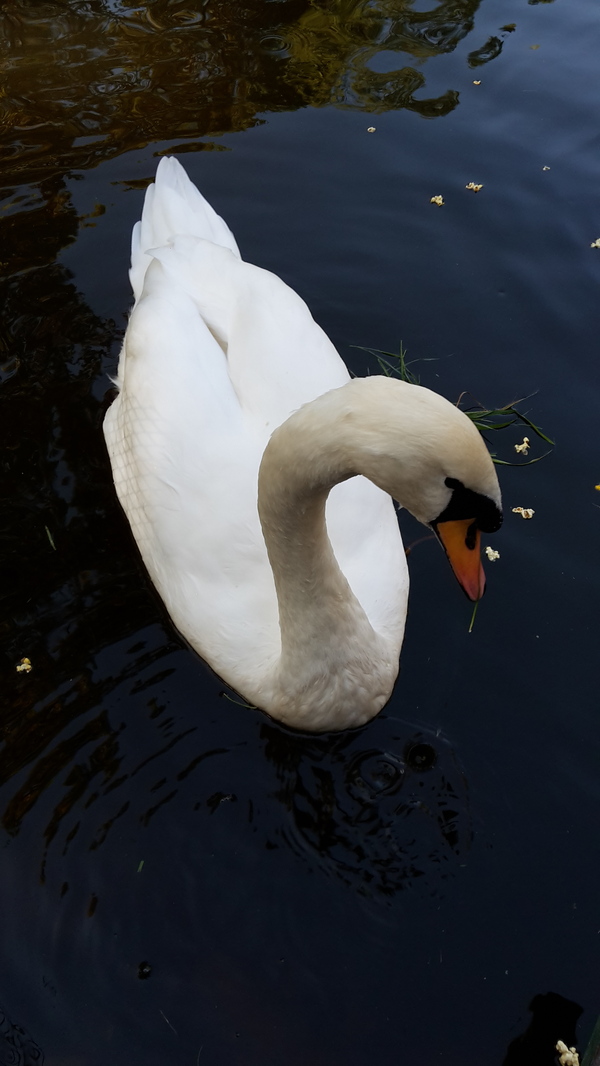 Shy - My, Swans, Shyness, Autumn