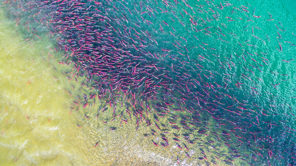 A palette of colors on the Kuril lake - Kamchatka, Sockeye salmon, Spawning, Drone, Mikhail Korostelev, Not mine