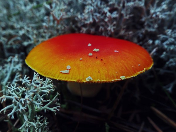 Someone has leaves in the fall, and someone has grebes - My, Autumn, Toadstool, Macro, Nature, Photo, Mushrooms, Longpost, Macro photography