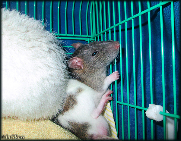 Когда холодно и твой друг настолько жирный, что занял всю грелку. (Автор фото Кристина Волкова).