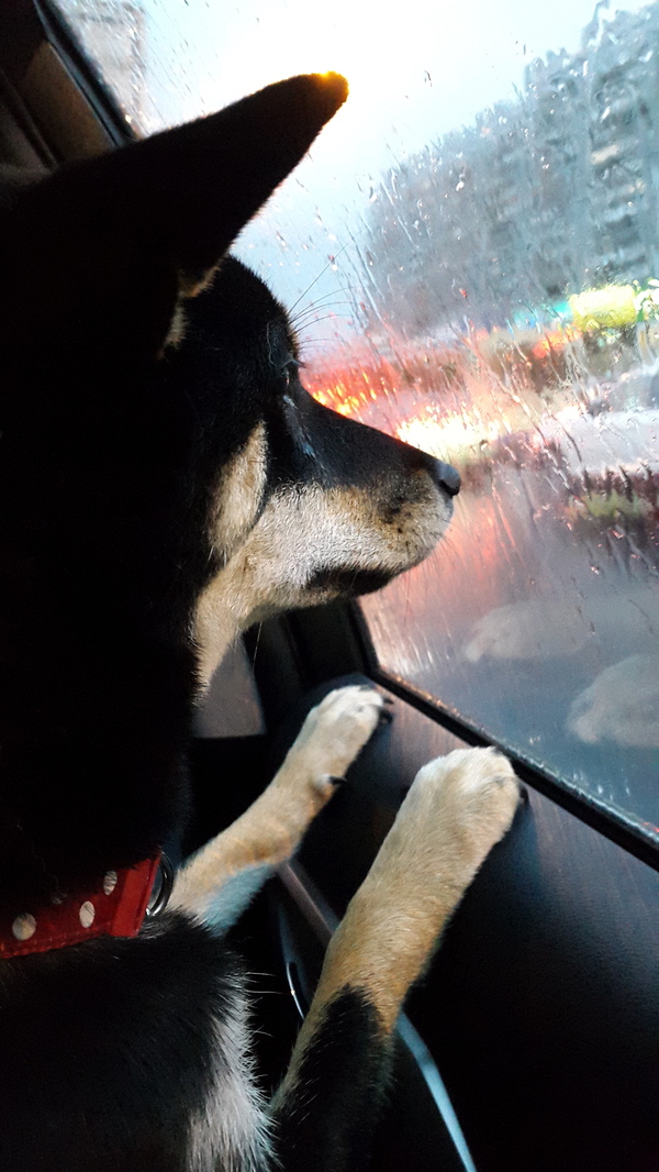 On my way - My, Autumn, Rain, Dog, Shiba Inu, Road