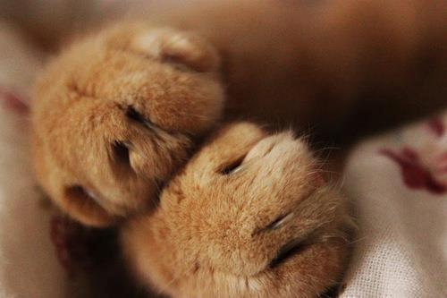 Just cat paws - cat, Paws, Rest, Calmness