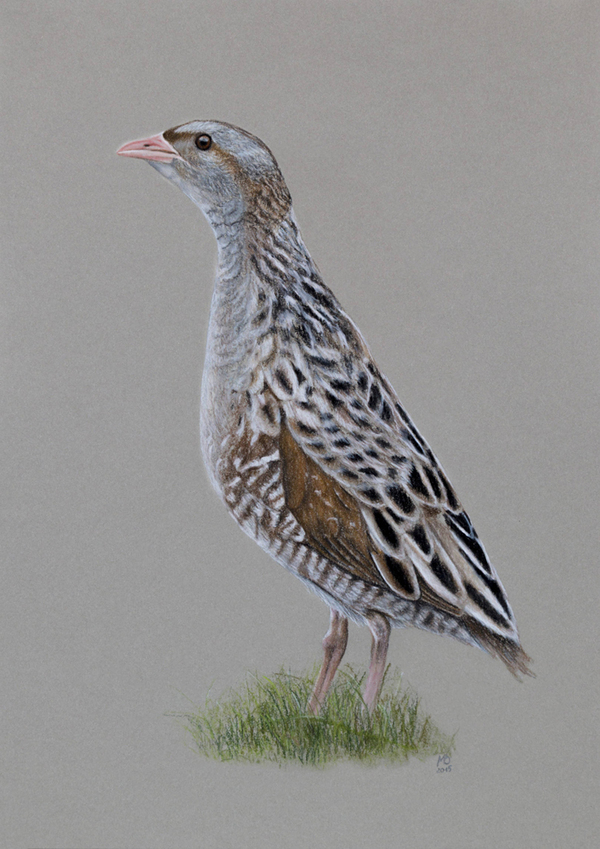 Series of works Bird of the Year - My, Birds, , Longpost, Informative, Pastel