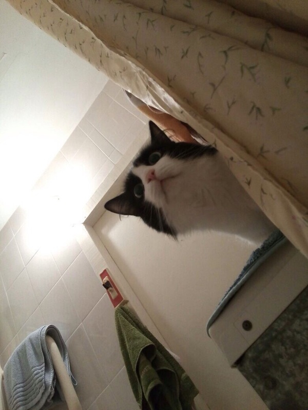 The cat in the bathroom is afraid for the owner - My, cat, Bath, , Longpost