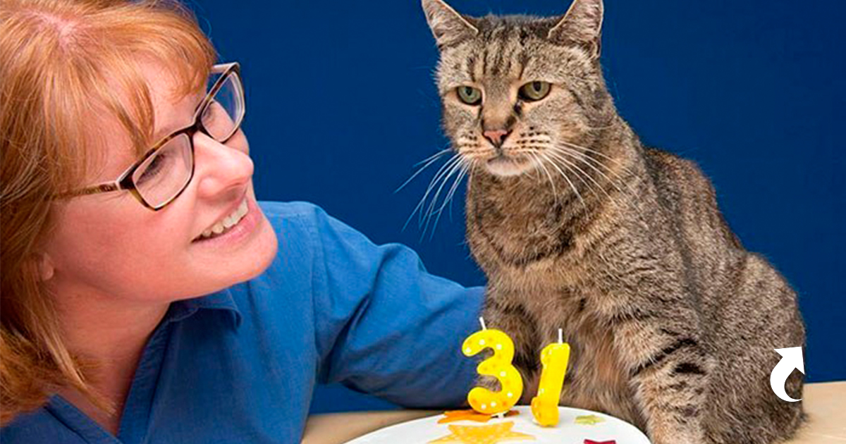 Кот проживает 9 жизней. Кошка Люси долгожитель. Кот Натмег. Кот Крим Пафф 38 лет. Старая кошка.