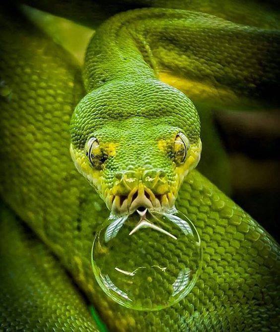 And so the snakes can)) - Snake, Python, Bubbles