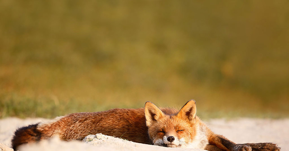 Lazy fox. Лисичка отдыхает. Лисенок крадется. Крадущаяся лиса. Пятничная лиса.