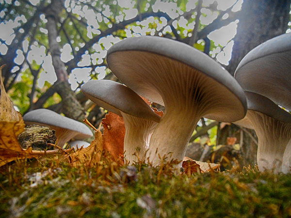 Autumn mushrooms. - Photo, My, My, Autumn, Mushrooms