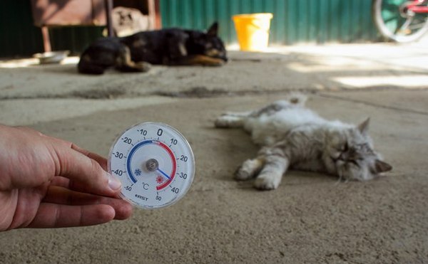 Siesta ��-������