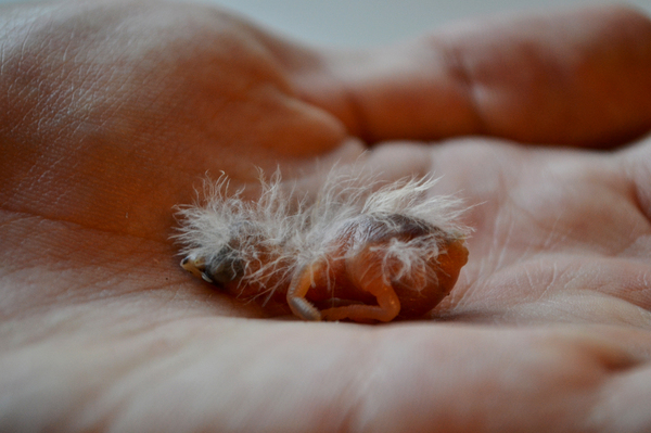 Quietly sleeping - My, My, Amadines, Birds, The photo