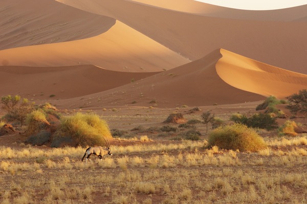 Oryx in the dunes of Sossusvlei - Africa, Namib Desert, The photo, Nature, Landscape, Animals