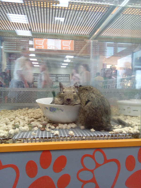 Not a very pretty animal - My, Pet Shop, Degu, Discontent, Longpost