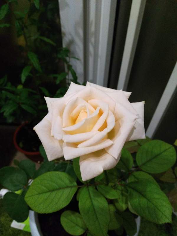 Greenhouse on the balcony - My, Lemon, the Rose, Balcony, , Longpost