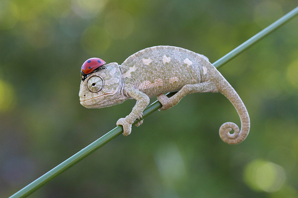 Chameleon in a hat :) - Photo, Animals, Chameleon, ladybug