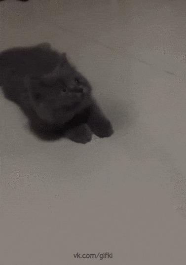 Котейка