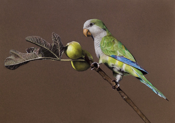 monk parakeet - My, A parrot, Birds, Pastel, monk parakeet, Drawing, Graphics