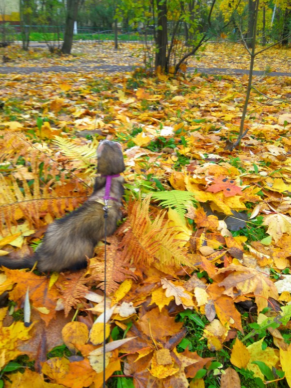 Autumn ferret :) - My, Ferret, Autumn, Nature, 