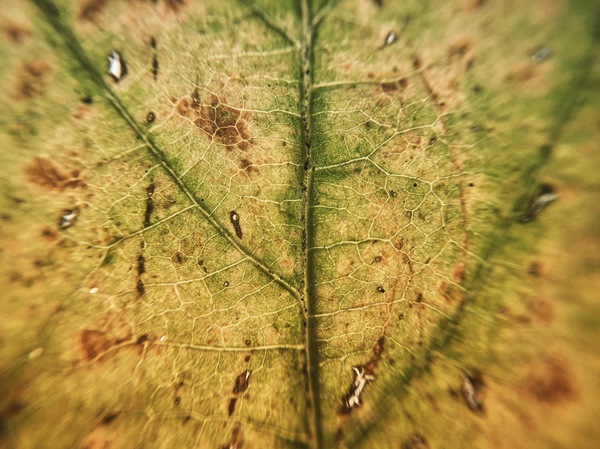 Autumn - My, Macro photography, Photo, Macrocosm, Macro, Leaves, Autumn