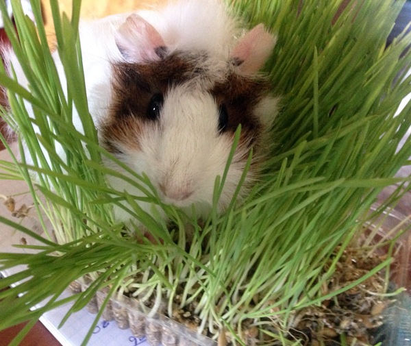 Моника Белуччи , собственной персоной