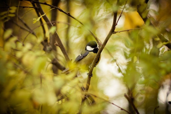 Fall is in the air - My, Photo, Nature, Autumn, Tit, 50mm