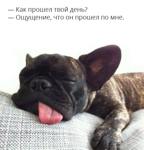 Briefly about the beginning of the working week - Fatigue, Dog, Bad day, From the network